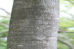 Barringtonia asiatica